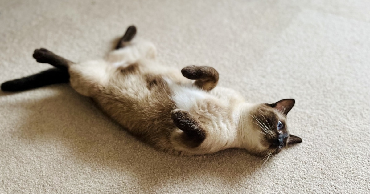 カーペットにあおむけで寝っ転がってリラックスしているシャム猫