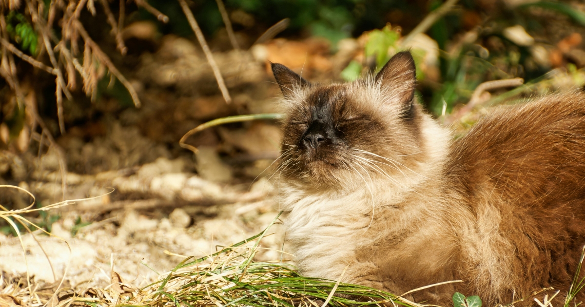 ヒマラヤンとシャム猫の違いとは？特徴・性格・飼い方を徹底解説-05