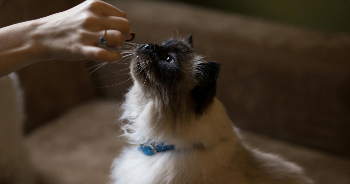 ヒマラヤンとシャム猫の違いとは？特徴・性格・飼い方を徹底解説-11