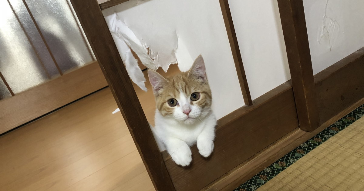 猫の飼育は大変って本当？初めて猫を飼う前に知っておくべきこと-04