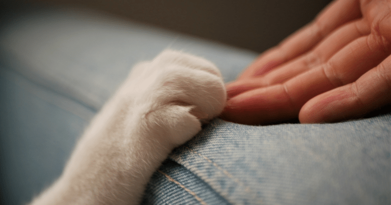 猫の抱き方完全ガイド | 正しい方法とNGポイントを専門的に徹底解説 | ねこめし処 - SMILE WITH CATS