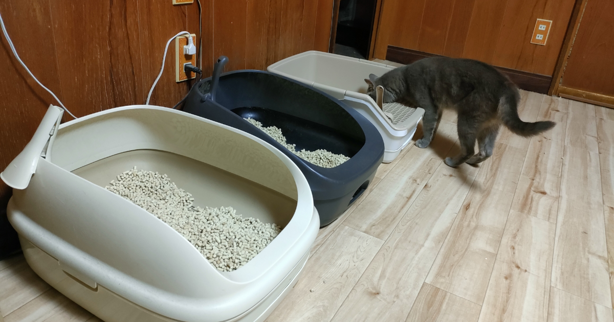 猫の飼育は大変って本当？初めて猫を飼う前に知っておくべきこと-11