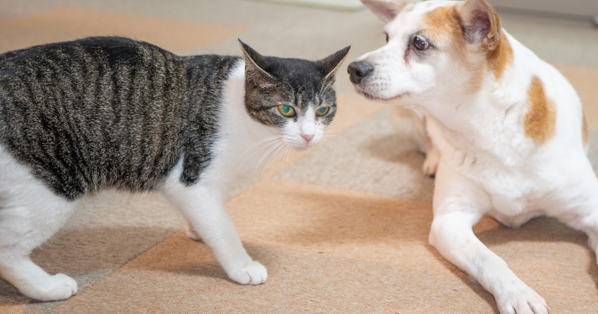 猫の飼育は大変って本当？初めて猫を飼う前に知っておくべきこと-12