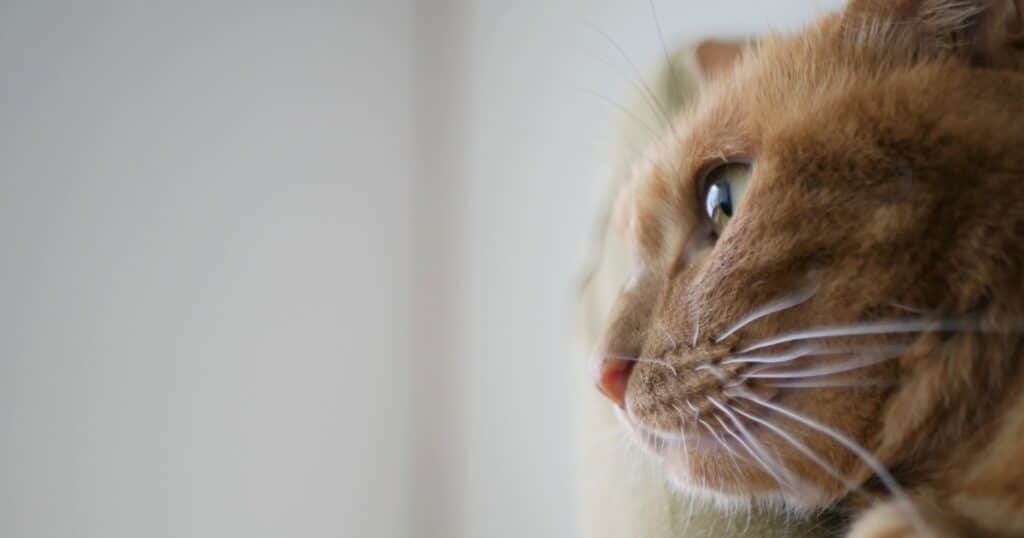 一人暮らしでも猫を飼いたい！後悔しないための準備とポイント-00
