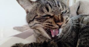 猫の抱き方完全ガイド | 正しい方法とNGポイントを専門的に徹底解説 | ねこめし処 - SMILE WITH CATS