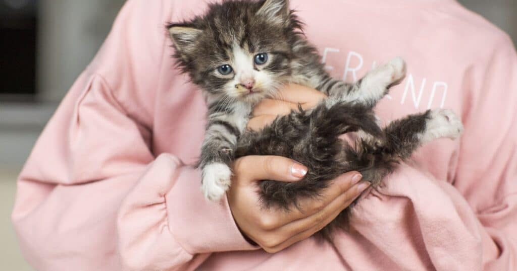猫の抱き方完全ガイド | 正しい方法とNGポイントを専門的に徹底解説 | ねこめし処 - SMILE WITH CATS
