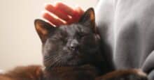 猫の抱き方完全ガイド | 正しい方法とNGポイントを専門的に徹底解説 | ねこめし処 - SMILE WITH CATS