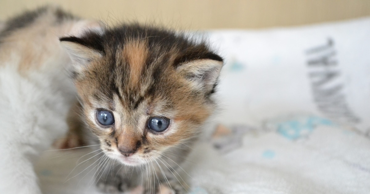 一人暮らしで猫を飼って大丈夫？後悔しない飼い方と準備を詳しく解説-01