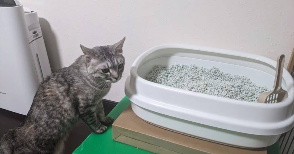 キャットトイレの前でトイレに行きたそうな猫