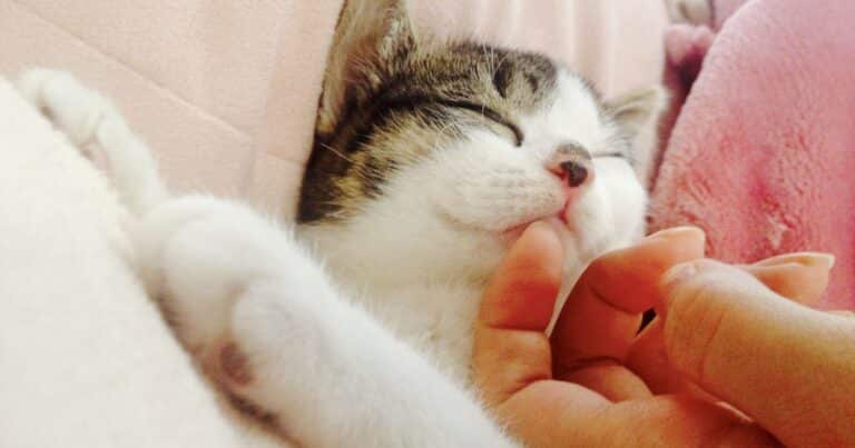 猫の抱き方完全ガイド | 正しい方法とNGポイントを専門的に徹底解説 | ねこめし処 - SMILE WITH CATS