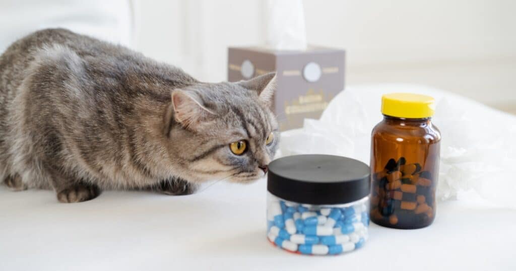 猫が薬が入った瓶に興味を示している様子