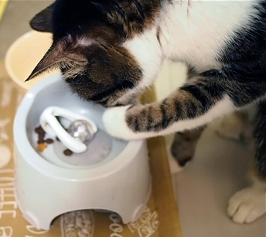 前足で餌を食べる猫:パズルフィーダー
