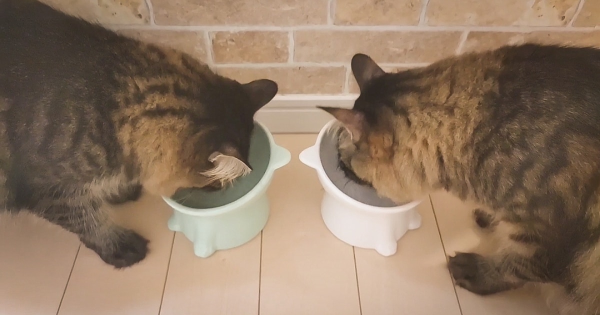 14.【実体験】我が家の猫にモグニャンを試した正直レビュー