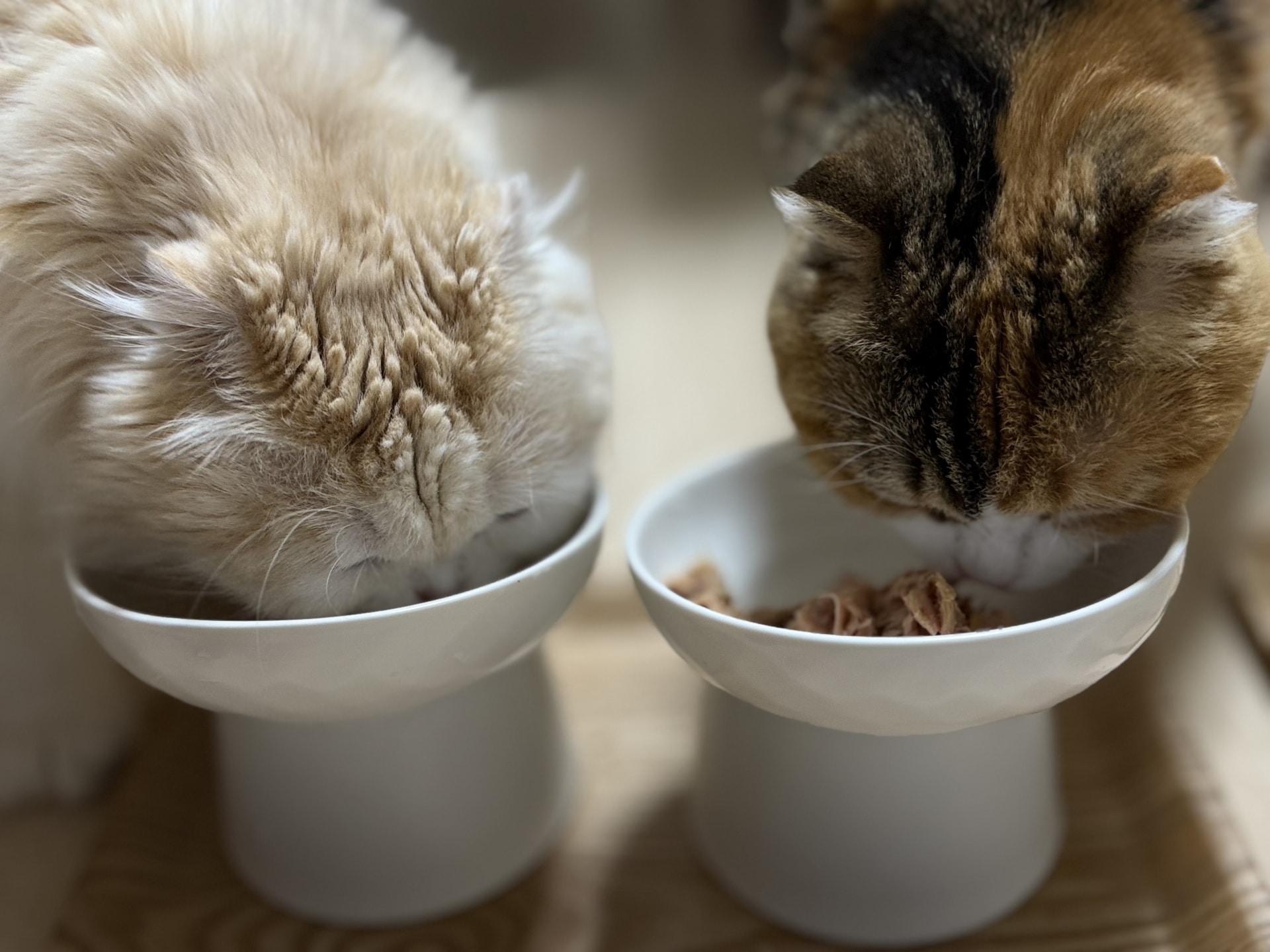 2匹の子猫がご飯を食べている様子