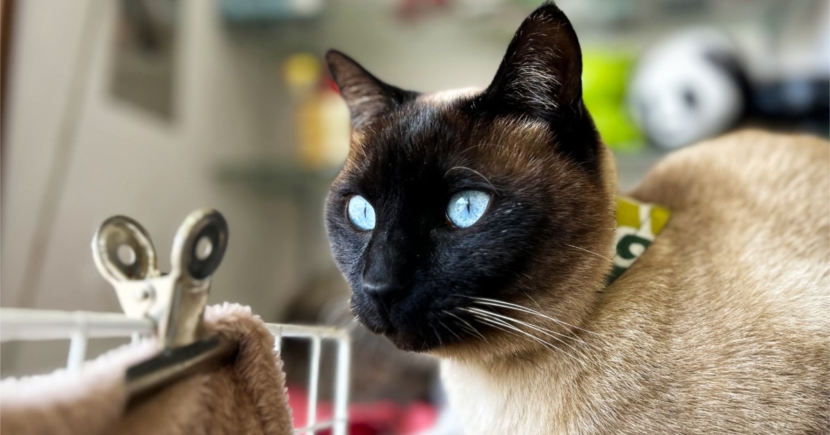何かに興味関心を持っている室内飼いのシャム猫