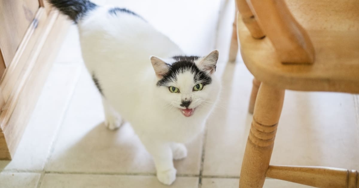 イギリスの白黒猫_鳴く