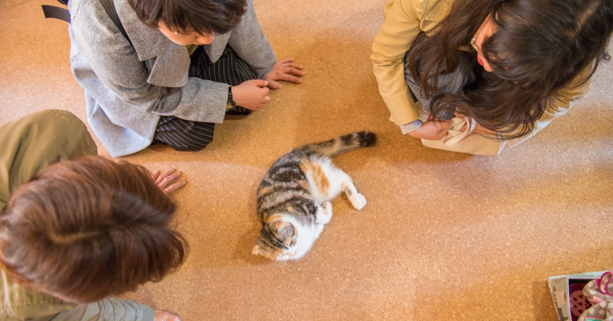 三毛猫をかわいがる女性達
