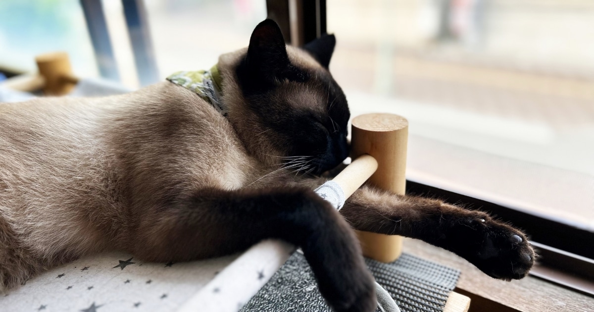 ハンモックで気持ちよさそうにお昼寝をしているシャム猫